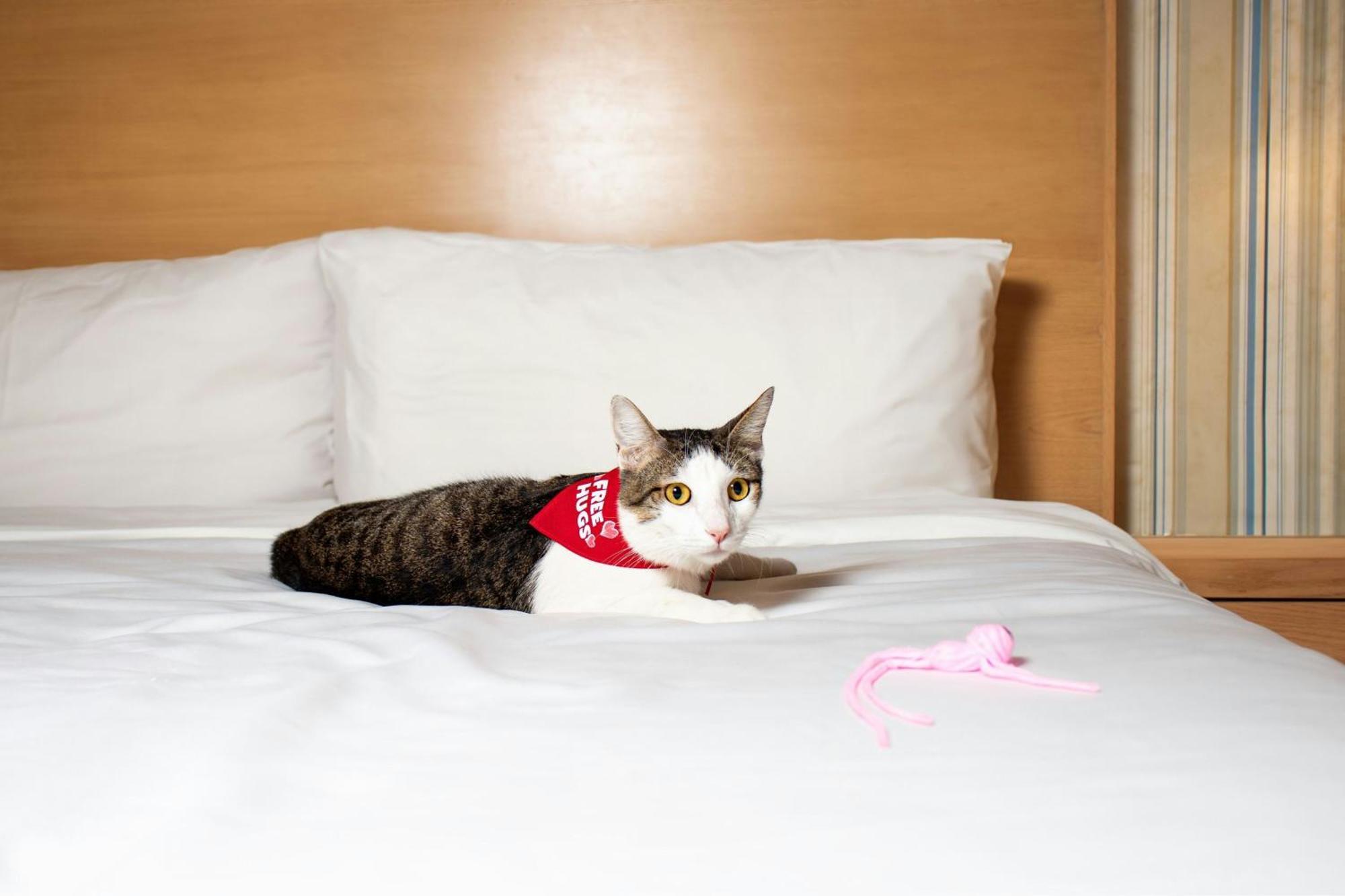 โฟร์ พอยต์ส บาย เชราตัน แคนคัน เซ็นโตร Hotel แคนคูน ภายนอก รูปภาพ